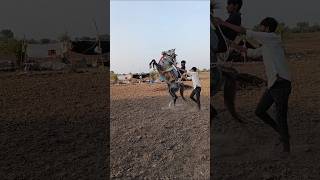 ll હા ઘોડી હા ll horse kathiyawadihorse shortshorts vairalshorts trending horse minishorts [upl. by Yrot]