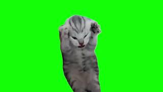 Green Screen Dramatic Kitten Meme  Screaming Cat Meme [upl. by Ignazio]