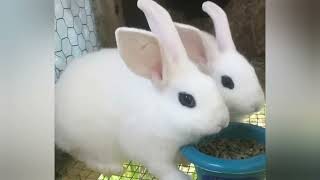 Rabbit Breed Profile  The Blanc de Hotot [upl. by Annauqal831]