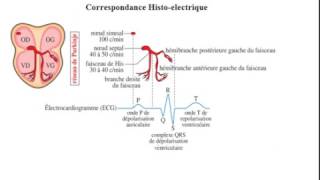 ECG pathologique Troubles du rythme Cardiaque activité électrique du coeur [upl. by Fax]