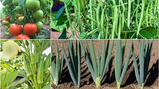 Multi Crops Farming  4 Companion Plants For Tomatoes Bush Beans Okra Tomatoes And Onions [upl. by Nosredna]