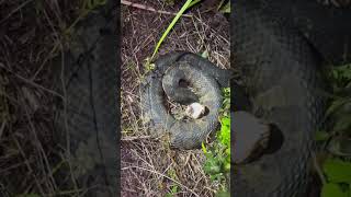 Looking for pythons in the Florida Everglades viralyoutubeeducationalanimalsalligatorwildlife [upl. by Silvain]