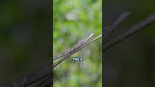 Ugly tree branch snake  Malagasy leafnosed snake [upl. by Inar]