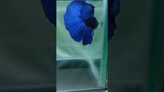 Rosetail blue Betta fish 💙 rosetail bettafish fullmoonbettafish madurai onepiece thailand pet [upl. by Nnomae102]