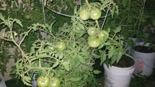 Tomato May Update [upl. by Ormiston]