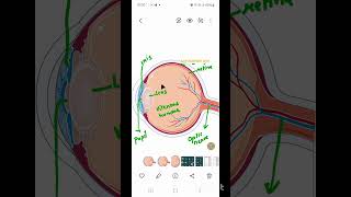 Parts of human eye class10 biology science ncert cbse icse exam competition neet youtube [upl. by Jonas]