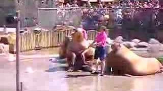 Walrus show Dolfinarium [upl. by Girard]