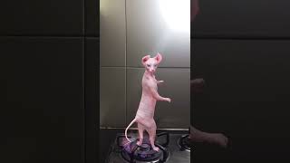 Dancing cat at stove 😂 cat catsworldshabeenkhan catvideos [upl. by Enois]