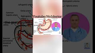 Blood Supply of stomach anatomy stomach bloodvessles veins artery shorts no1doctor mrcs [upl. by Leclair]