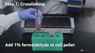 BioLegend’s Tools for Chromatin Immunoprecipitation ChIP Assays [upl. by Major]