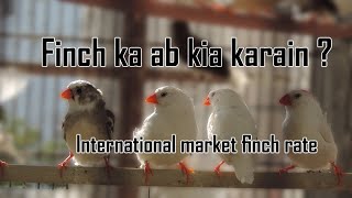 Finch ka future or finch k international market mai rate  Finch ka kia karain [upl. by Harms]