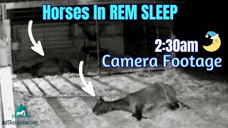 How Horses Sleep At Night amp Wake Up  Rare 230AM Night Vision Camera Footage  Horse Behavior 😴🌙 [upl. by Harat]