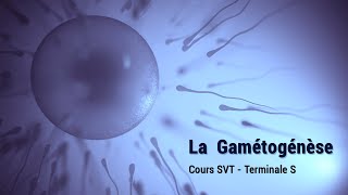 La Gamétogénèse  Cours SVT Terminales S  Erepetiteursn [upl. by Drofub982]