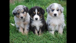 Cualidades del Perro Pastor Australiano  TvAgro por Juan Gonzalo Angel [upl. by Ntsuj974]