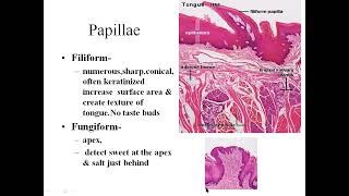 histology tongue papillae [upl. by Branca]