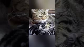 Mother cat giving birth to babiescatshortsfeed catstorycuteecats ytshortsanimation ytcat [upl. by Mylor]