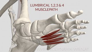 Lumbrical Muscle 1 2 3 4 Musclepath 3d Animation [upl. by Aihsenor]