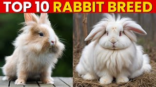 Top 10 Cutest Rabbit Breeds You Need to See [upl. by Phillida939]