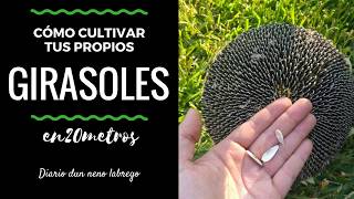 Consejos cultivo  GIRASOL PARA PIPAS  en20metros [upl. by Verdie]