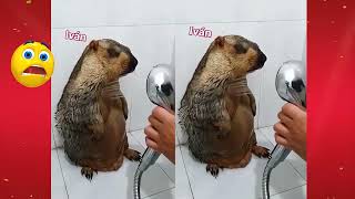 esta marmota disfruta de su rico baño aunque con precauciòn y sin perder de vista a quien la baña [upl. by Ataga]