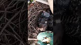 Common myna Birds bring crickets to feed their three young at the nest [upl. by Notsreik514]