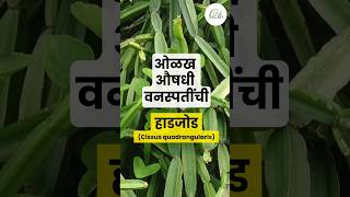 हाडजोड  Cissus quadrangularis  औषधी वनस्पती  Medicinal plant [upl. by Ainivad]