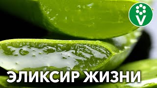 Целительная сила АЛОЭ правильный рецепт для здоровья и красоты [upl. by Fortna]