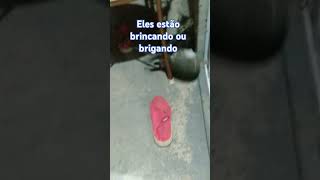 Letra a brigando letra b brincando [upl. by Ataner346]