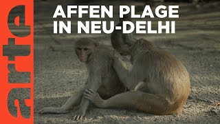 Indien Die Affen erobern NeuDelhi  ARTE Reportage [upl. by Fernandina]