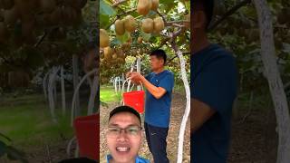 Harvesting kiwifruit sonasmr [upl. by Eidissac]