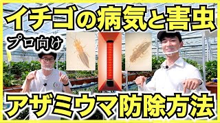 イチゴの病気と害虫対策を紹介〜農薬以外のアザミウマ防除方法とモスバリアの実験結果〜 [upl. by Anirt82]