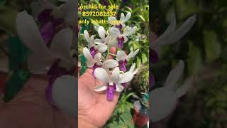 orchidnursery onlinesale najisworld shorts  minimum 5 compഓ 650 [upl. by Yhtak]