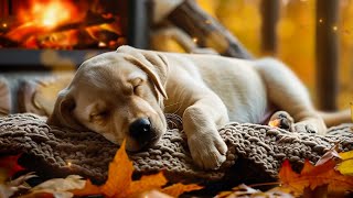 Healing Music for Dogs 🐶 Separation Anxiety Relaxing Music 🎵 Deep Sleep Music for Dogs [upl. by Franky]