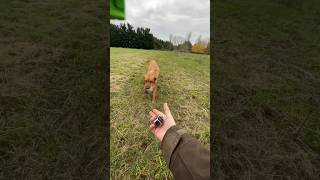 Gundogs Picking up on muzzle loaders day is always fun gundog labrador muzzleloaders [upl. by Mavis486]