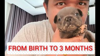 Frenchies from birth to 3 months  French Bulldog Philippines [upl. by Nylqcaj544]