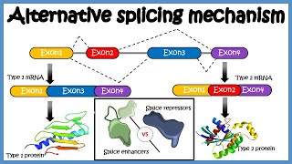 Alternative splicing  mechanism and its regulation [upl. by Faye]