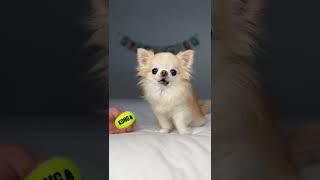 Chihuahua Cedric Howls A Cute Tiny Dog Song [upl. by Olegnaed]