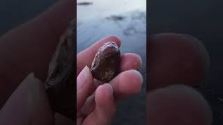 Beautiful red banded piece thefinders rockhound agate australianbeach semipreciousstone [upl. by Gausman241]