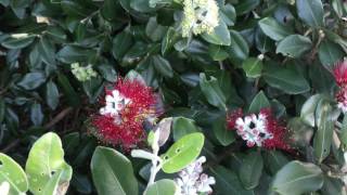 Pohutukawa Flowering in the Winter six months out of phase [upl. by Burny]