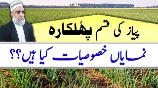 Phulkara Onion Variety Characteristics  Crop Reformer [upl. by Neddra]