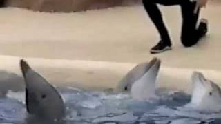 Dolphin Discovery at SeaWorld San Diego 2004 Part1 [upl. by Sokil488]