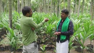 Preparation to plant Areca Nut plants  Plantation Method of Areca Nut [upl. by Kwei]