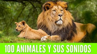 100 ANIMALES PARA NIÑOS Aprende los nombres de los animales y sus sonidos🦁🐯🐨 [upl. by Eveleen]