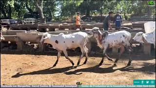 Lote de terneras resultado de trabajo de embriones  El Salvador en el Campo [upl. by Jara842]