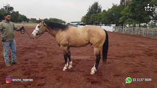 Visita a Rancho Tejerías  Parte 1 de 3  Sementales y Yeguas de Cría [upl. by Nivrad]