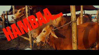 HAMBAA SONG  EIDULADHA  KURBANI NEW SONG 2016 [upl. by Alvita]