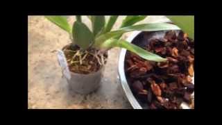 FernCrafts Repotting Wilsonara Orchid May 27 2014 [upl. by Lohman]