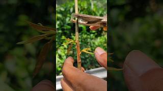 Grafted plant care satisfying shorts [upl. by Akeim]