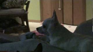 Cute Dog Howl  Chihuahua Howling [upl. by Anasiul]