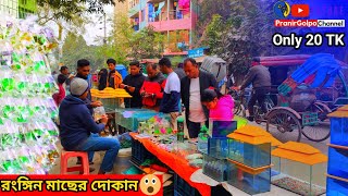 Aquarium Price In Bangladesh 2024🐠Aquarium Fish Price In Bangladesh 😱 Aquarium Fish Price In Khulna [upl. by Tiras936]